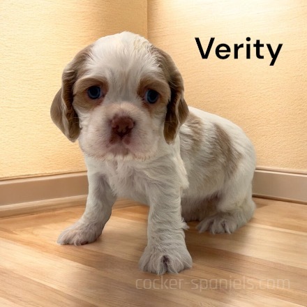 puppy, for, sale, Cocker Spaniel, Joe & Cherri  Overlease, dog, breeder, Miller, MO, dog-breeder, puppy-for-sale, forsale, nearby, find, puppyfind, locator, puppylocator, aca